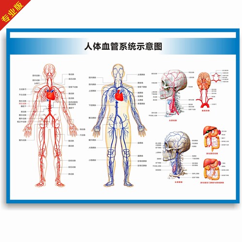 动脉静脉血管图血管系统图人体血液循环系统图头部四肢血管挂图 - 图3