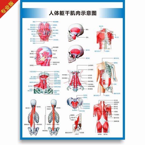 全身人体肌肉图解剖图结构图人体运动系统图高清医学健身教学挂图 - 图2