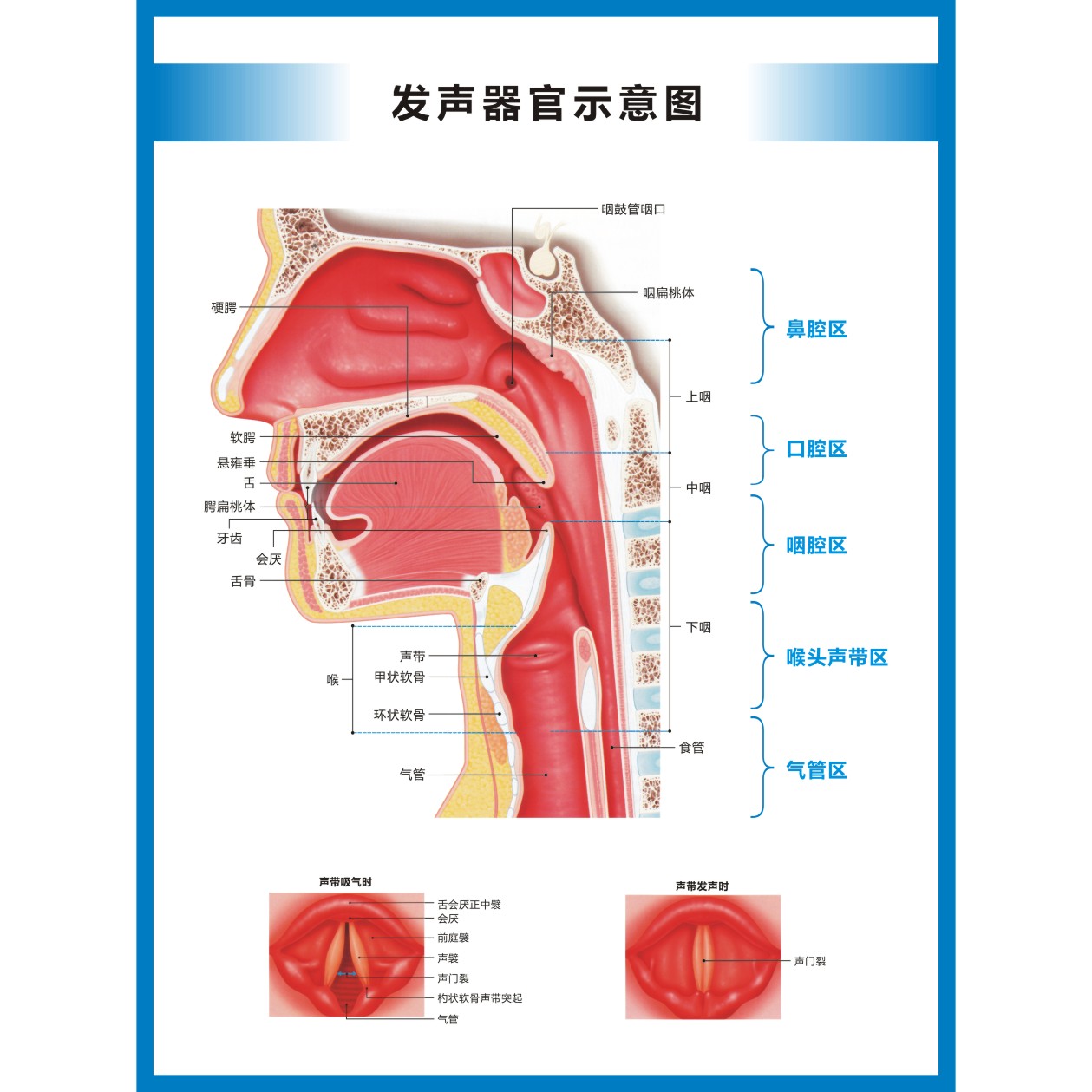 发声器官发音器官部位示意图海报高清图片防水背胶挂图-图2