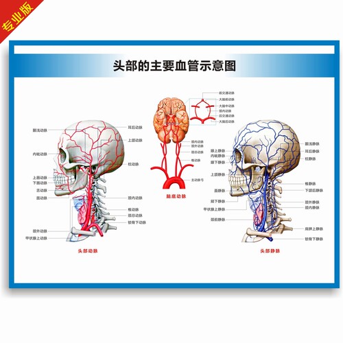 动脉静脉血管图血管系统图人体血液循环系统图头部四肢血管挂图 - 图1