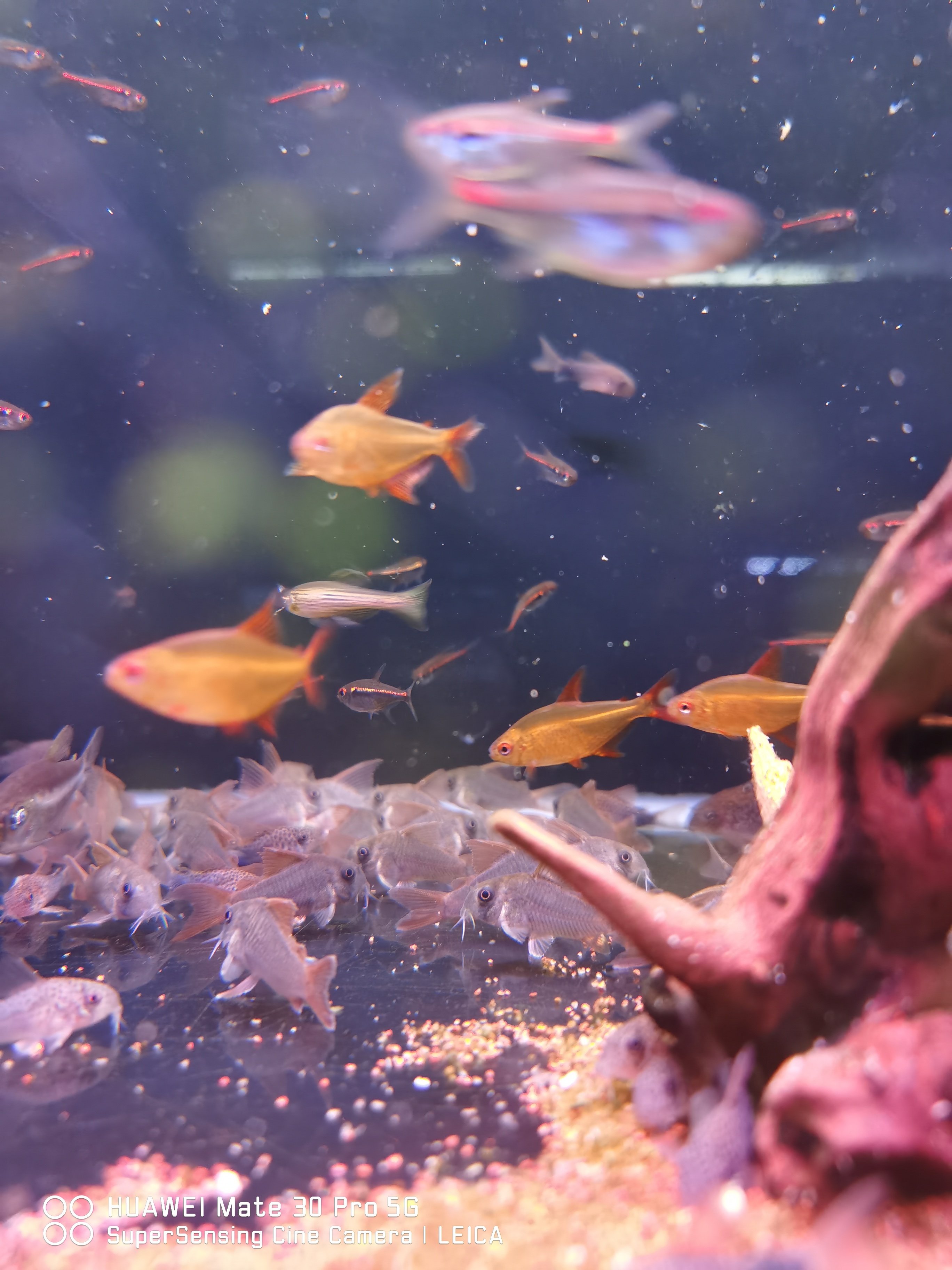 小千鱼室甜心柠檬灯稀有灯鱼进口稀有淡水水族草缸南美热带观赏鱼 - 图3