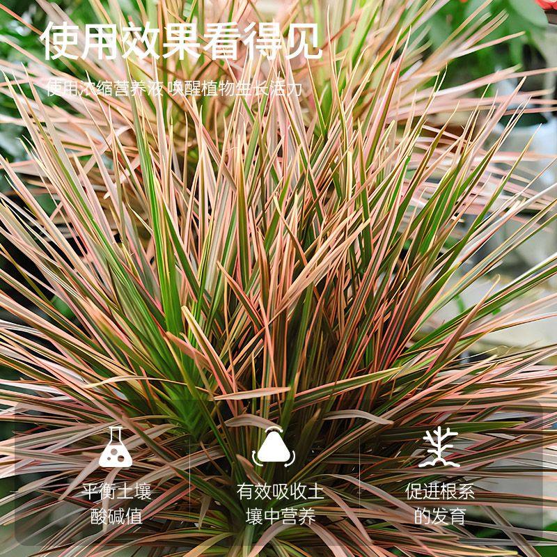 千年木专用营养液七彩千年木专用肥料盆栽绿植花卉马尾铁肥料浓缩,淘宝优惠券,粉丝福利购,淘宝优惠卷