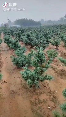 直播专场链接短针五针松大阪杨盆景带土球发货,淘宝优惠券,粉丝福利购,淘宝优惠卷