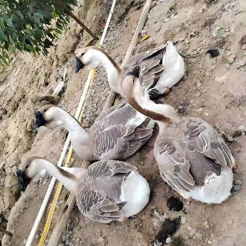 正宗特大种狮头鹅纯种狮头鹅正宗狮头鹅鹅苗特大活的大种鹅苗幼苗,淘宝优惠券,粉丝福利购,淘宝优惠卷