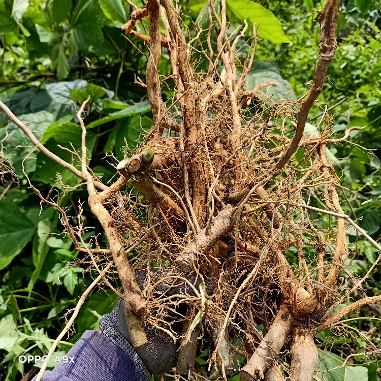 现挖新鲜臭牡丹根500g臭枫根臭芙蓉臭枫草矮桐子臭八宝大红袍珠桐 - 图1