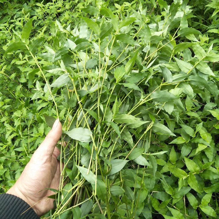 正品中草药新鲜竹叶草多穗缩箬鲜品500克竹叶草-图2