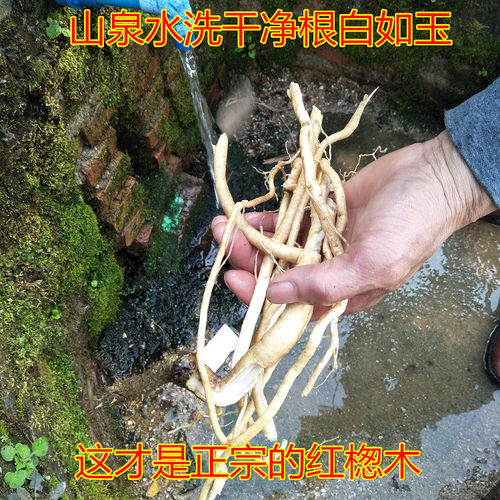 正宗红楤木根红刺筒毛刺桐鸟不踏海桐皮虎椒千枚针红叶大猫鹰不扑 - 图2