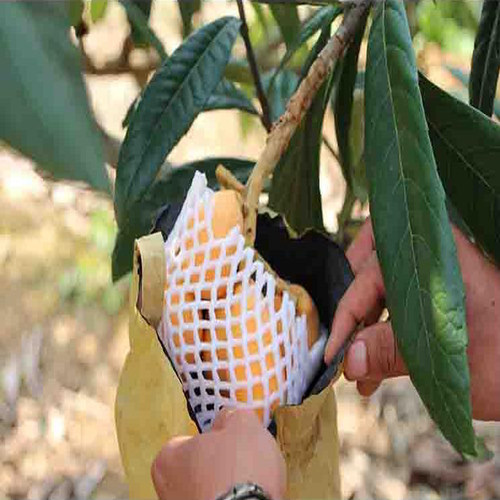 蒙自长虹枇杷新鲜当季孕妇水果现摘农家琵琶果甜大果整箱顺丰包邮 - 图1