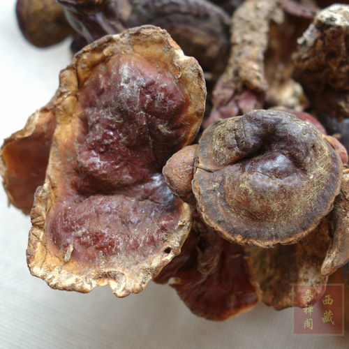 西藏野生灵芝 整枝 深山纯天然 赤白灵芝 正品 50g白肉灵芝茶包邮 - 图0