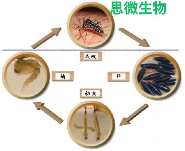 活蚊子 活体蚊子 白蚊伊蚊  实验蚊子 蚊子活物 蚊子尸体 - 图1