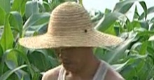 麦草编帽春夏季工作遮阳圆顶帽子