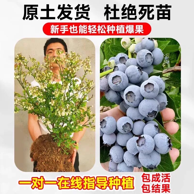 特大蓝莓苗带土耐寒盆栽地栽当年结果南方北方种植庭院蓝莓树果苗