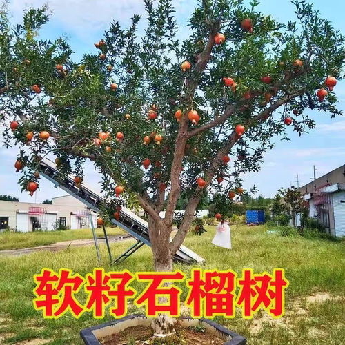 石榴树树苗突尼斯软籽石榴苗盆栽庭院果树特大带土无籽甜石榴树苗 - 图2