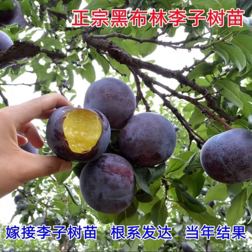 蜂糖李子树苗嫁接特大晚熟脱骨青脆李子果树苗南北方种三华李树苗 - 图1
