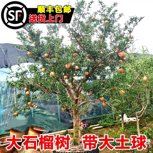 石榴树树苗突尼斯软籽石榴苗盆栽庭院果树特大带土无籽甜石榴树苗 - 图0
