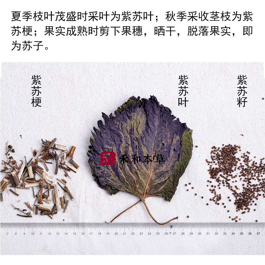 整片紫苏叶250g无硫新货干苏叶气浓去腥烧鱼虾蟹香料禾和本草包邮 - 图1