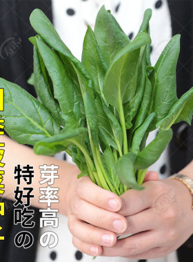 新货大叶菠菜种子四季秋冬阳台