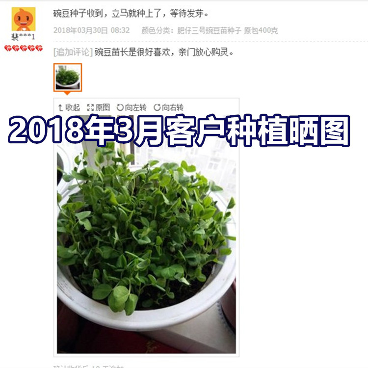 无须豌豆苗种蔬菜豌豆种籽尖芽苗菜种子种籽四季种植孑菜籽碗豆种-图2