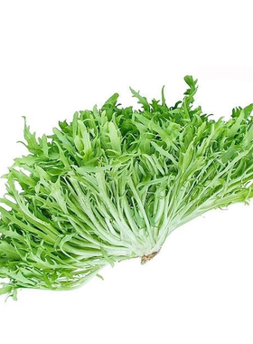 黄心细叶苦苣种子盆栽阳台苦菊蔬菜种子牛奶菜沙拉生菜青菜四季播