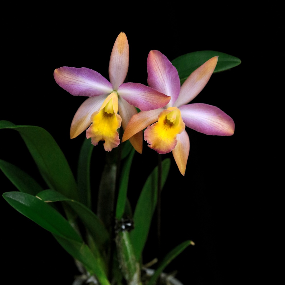 番茄雅韵堂Rct. Mikawa Crystal'Rainbow Bridge'彩虹桥卡特兰花 - 图0