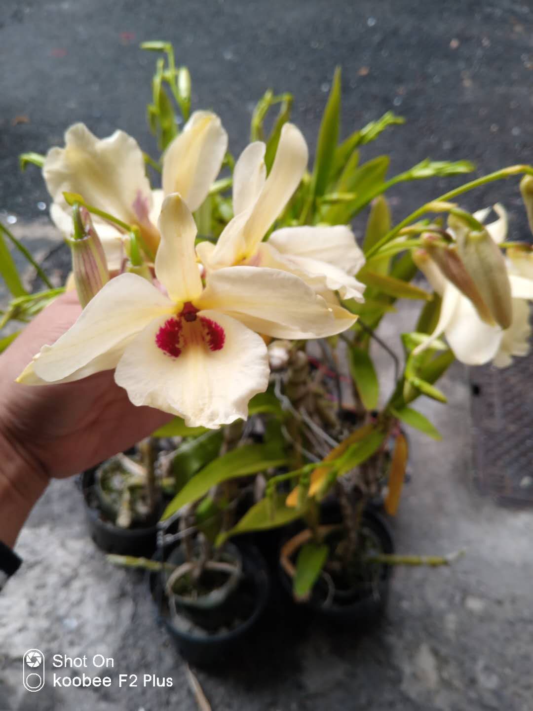 番茄雅韵堂 den. albosanguineum 血喉石斛原种石斛兰花洋兰