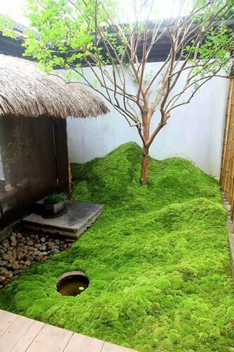 包邮鲜活青苔藓微景观瓶铺面闷养白发藓 diy假山盆栽迷你植物 - 图1