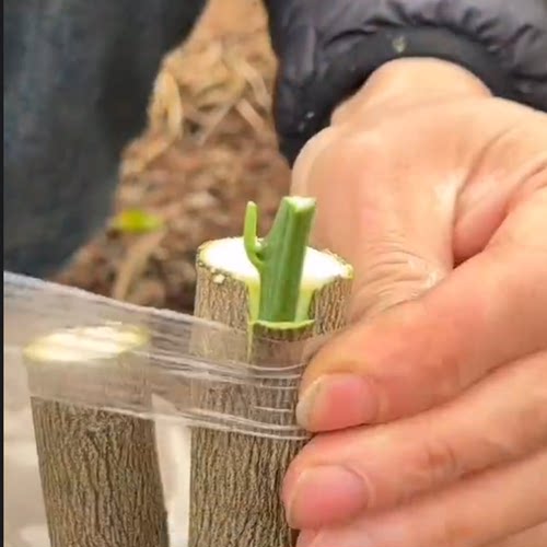 枳壳苗优质嫁接砧木红桔苗枸橘头可嫁接橙桔柚佛手金豆爱媛38 - 图2