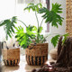 Green plant set pot decorative ornaments Nordic simple flower basket