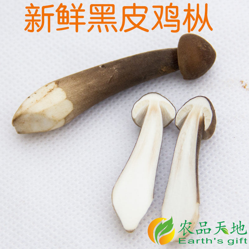 新鲜食用黑皮鸡枞菌250g菌菇菌类蘑菇Mushroom火锅煲汤食材-图2