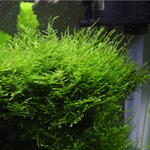 莫斯盒新手水草莫丝鱼缸淡水植物前景草坪铺底阴性绑沉木无土慕斯 - 图1