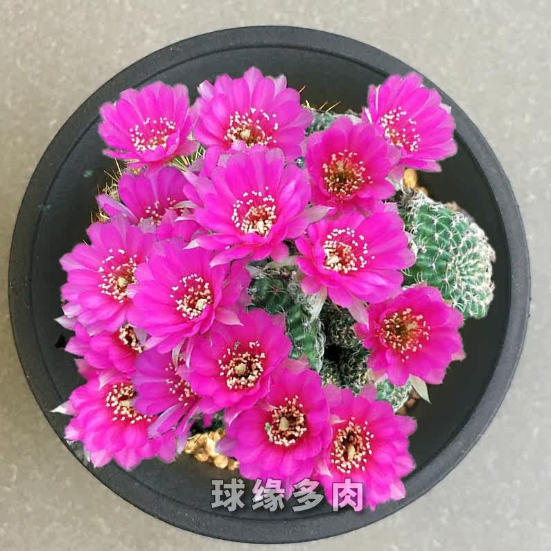 阳春丸 阳圣丸 自根仙人球 开花多肉植物盆栽防辐射仙人掌阳春玉