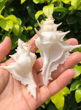 贝壳海螺造景白色岩石芭蕉
