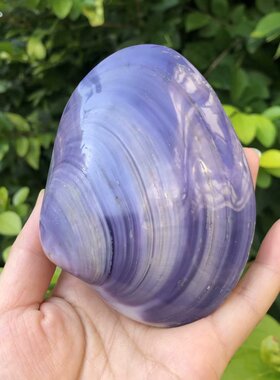 天然贝壳海螺紫蛤紫色贝壳