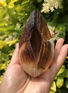 鞋魁贝壳天然黑色海螺