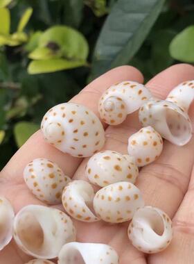 斑点蜗牛标本螺鼻屎豆丁天然贝壳