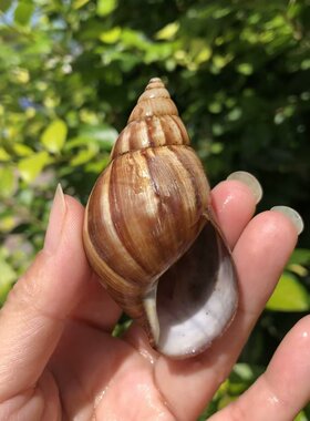 贝壳海螺玛瑙蜗牛壳寄居蟹替换壳