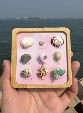 天然贝壳海螺旋转海星冰箱贴