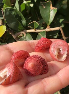 天然海螺草莓2厘米左右标本收藏