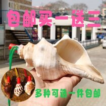 Natural Sea Snail Horn Horn Can Blow Horn Mouth Whistle Oversized Shell Whistle Children Toy Whistle Trumpet Blow