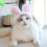 Котенок одежда Pet Cat Lion Head Cover's одежда кошки смешная осень и зимний трансформер Halloween Transformer Одежда