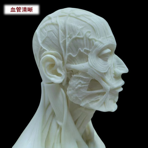 60cm设计医用雕塑绘画石膏玩具艺用人体肌肉骨骼解剖结构模型美术 - 图0