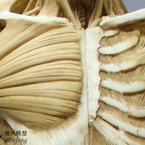 60cm雕塑艺用人体肌肉骨骼解剖结构模型石膏玩具美术医用参考绘画 - 图0