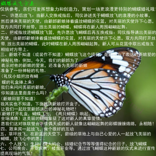 真活蝴蝶活体的蝴蝶活体放飞活的活物求婚庆典婚礼养殖蝴蝶羽化蝶 - 图2