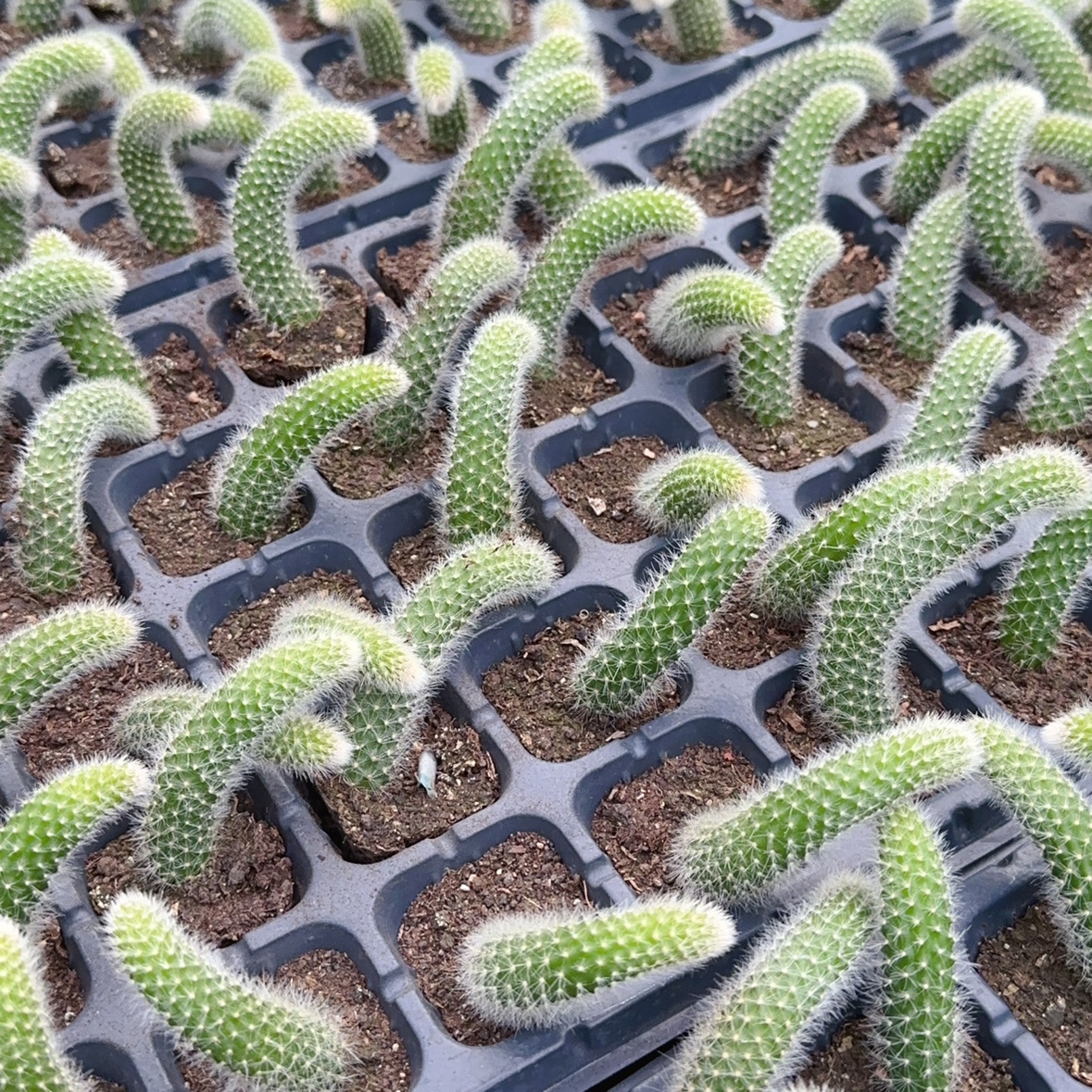 多肉植物长毛软毛九尾狐新手好养肉肉花卉开花阳台容易活仙人掌-图3