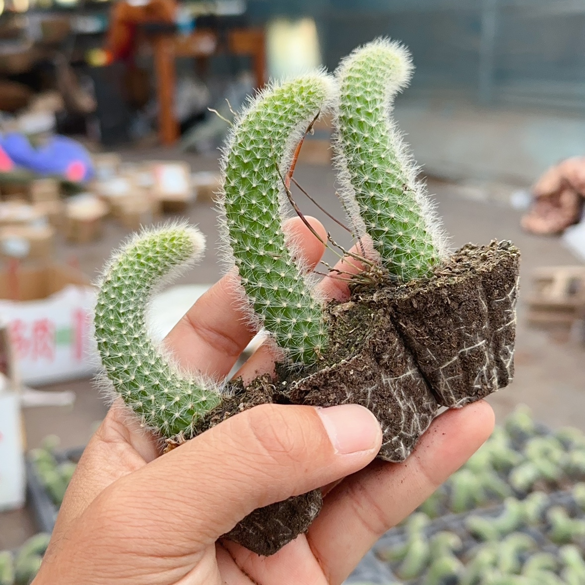 多肉植物长毛软毛九尾狐新手好养肉肉花卉开花阳台容易活仙人掌-图0