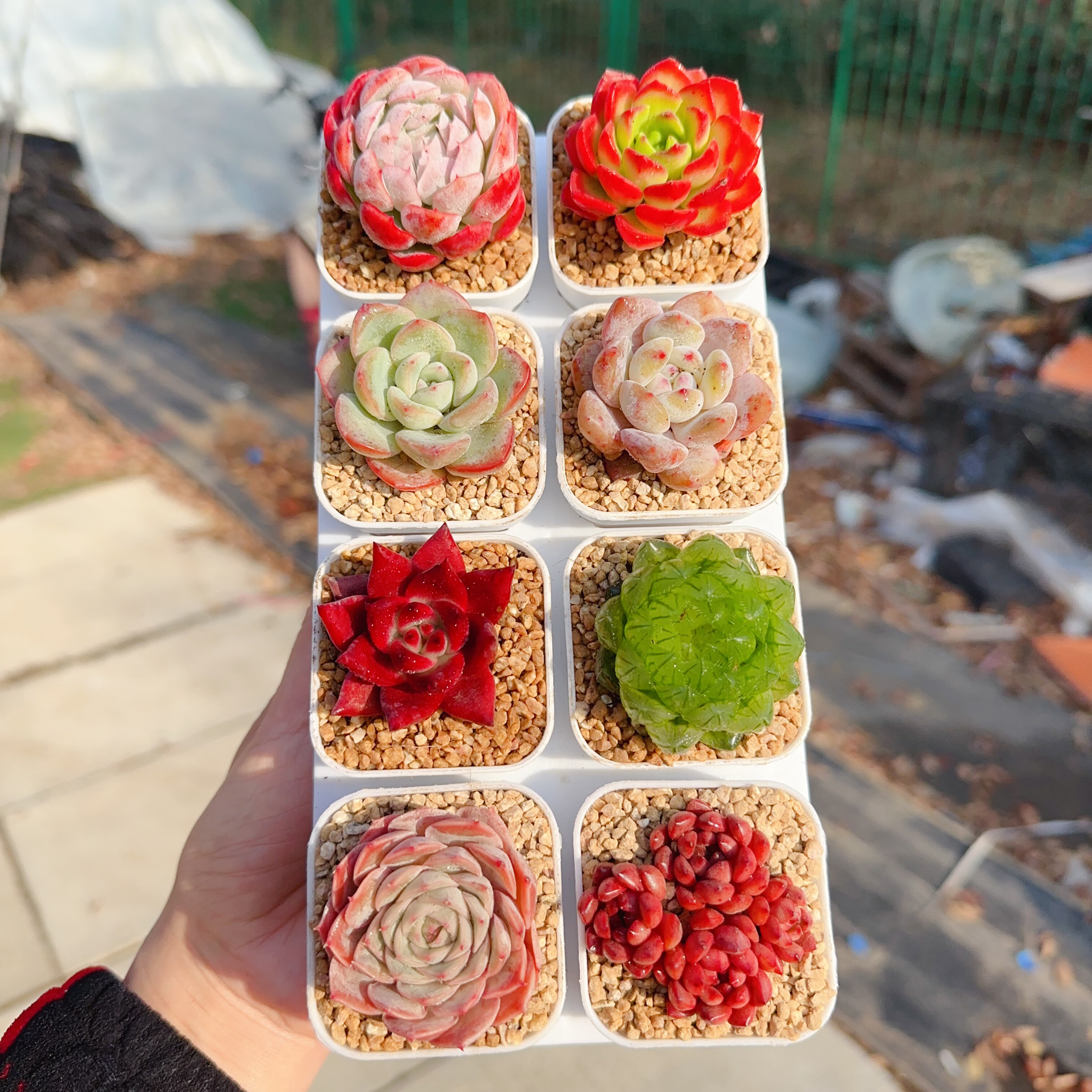 多肉植物 多肉带盆58号套餐8盆 盆5厘米 尺寸3-4厘米,淘宝优惠券,粉丝福利购,淘宝优惠卷