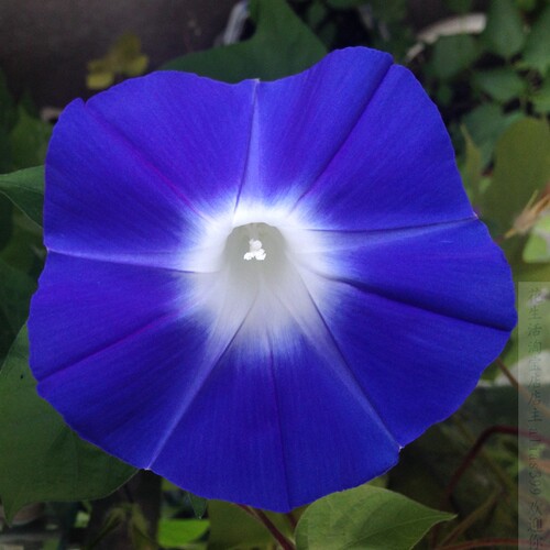 品景秀蓝中花 牵牛花种子喇叭花  朝颜爬藤花卉 - 图0