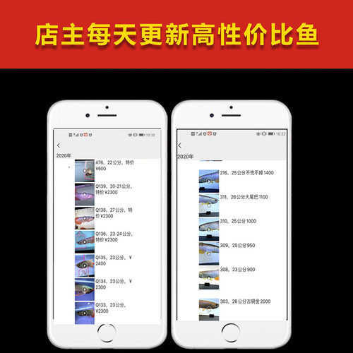 金龙鱼活鱼幼苗龙鱼观赏鱼练手过背印尼辣椒血红龙鱼苗小高背龙鱼 - 图2