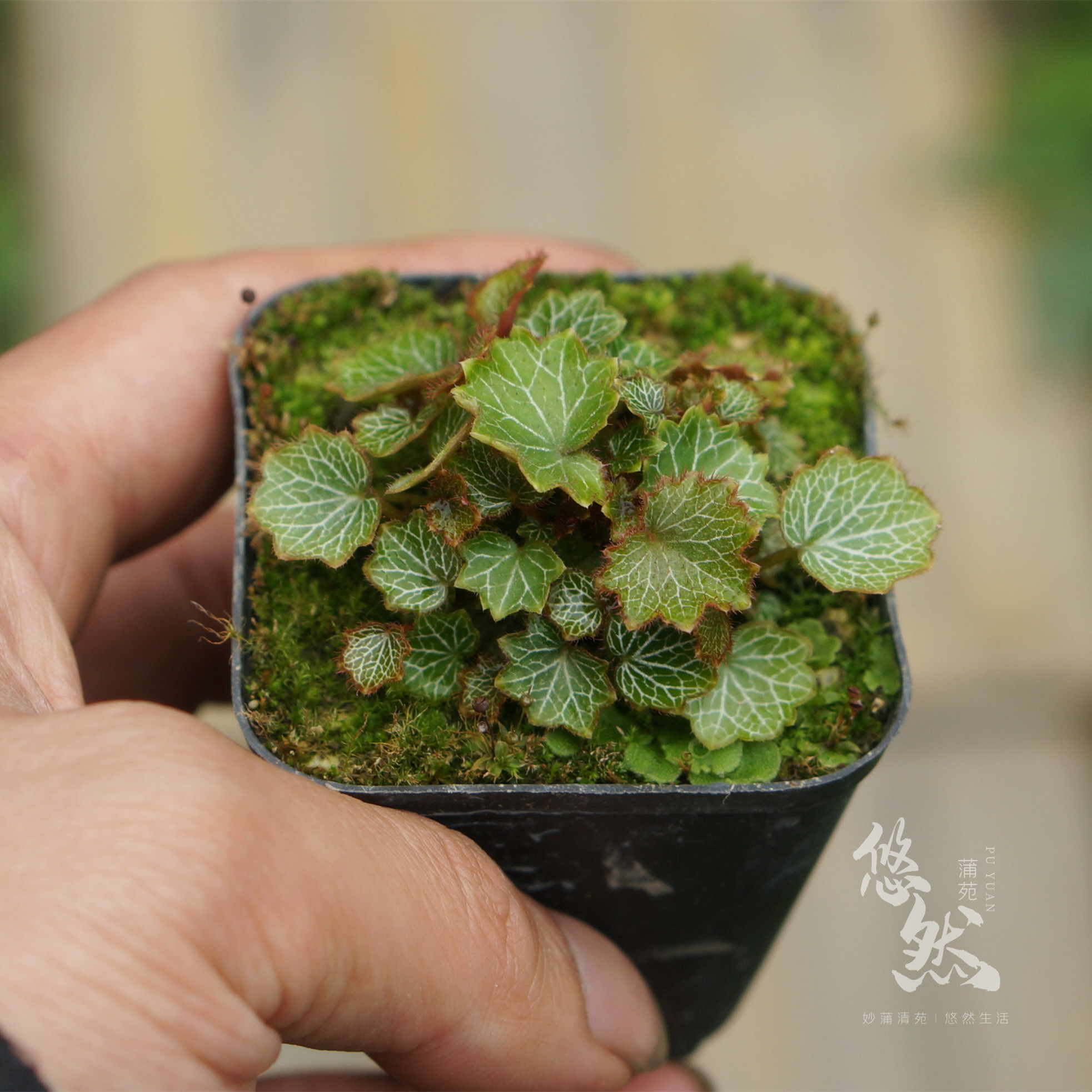 姬虎耳草迷你袖珍绿植微景观盆栽假山雨林缸造景掌上桌面山野草花 - 图0