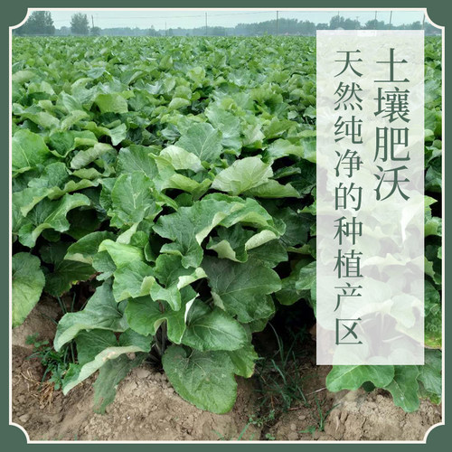 万物本草 完整切片黄金牛蒡泡茶浓香 道地产地药食同源 - 图0